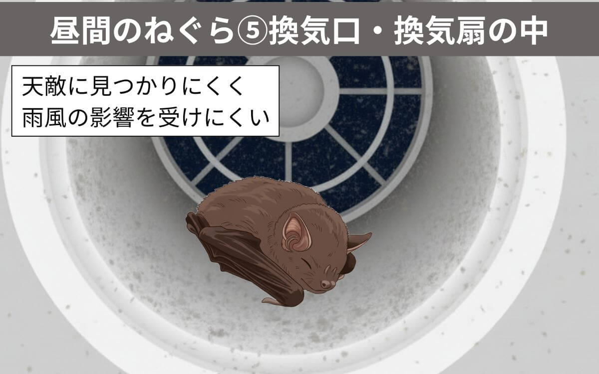 【昼間のねぐら⑤】換気口・換気扇の中