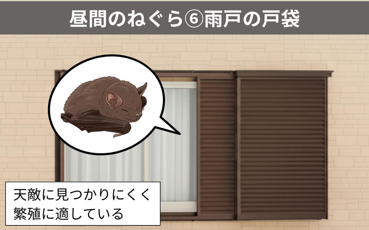【昼間のねぐら⑥】雨戸の戸袋