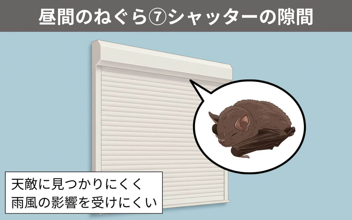 【昼間のねぐら⑦】シャッターの隙間