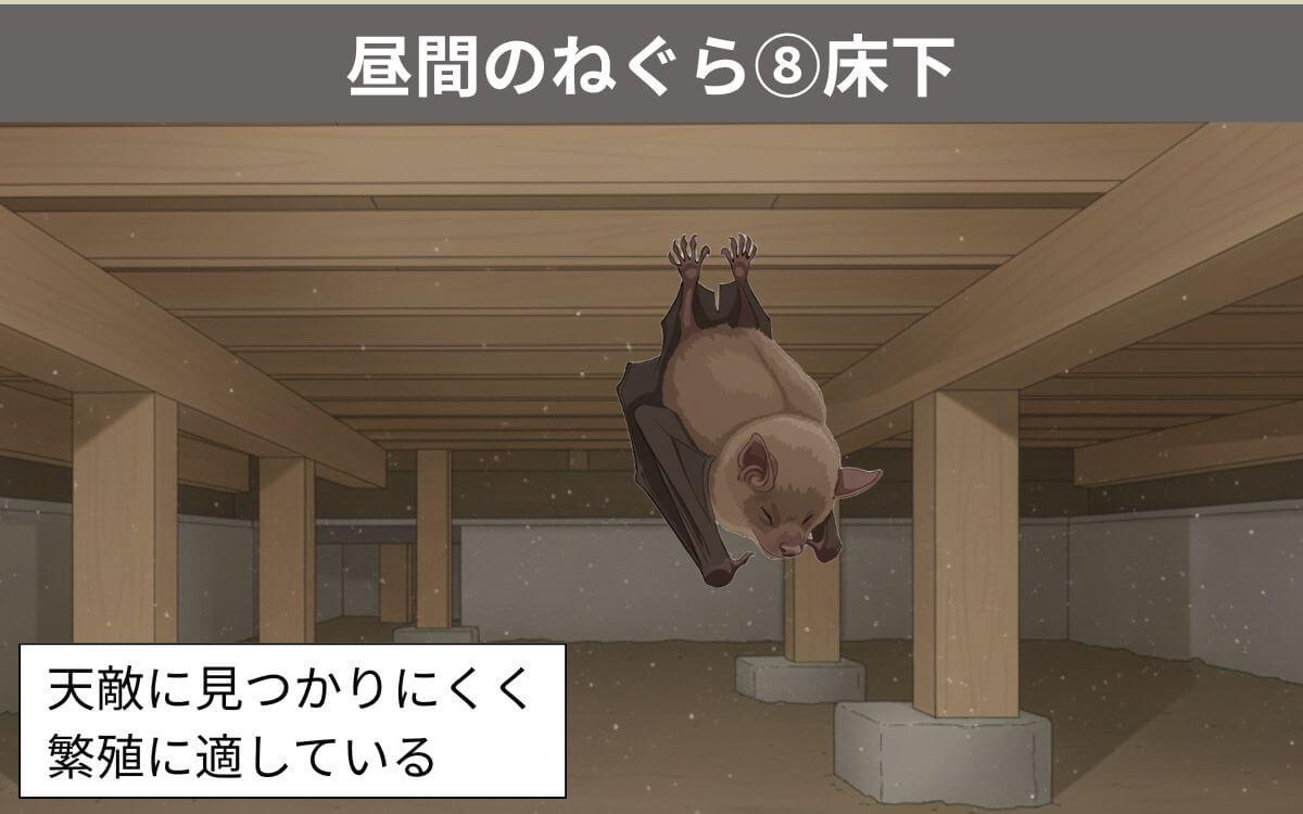【昼間のねぐら⑧】床下