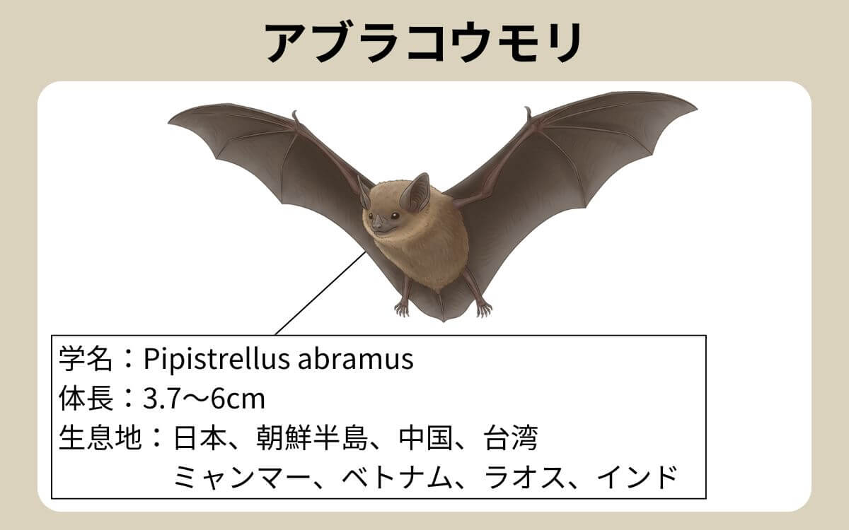 アブラコウモリとは