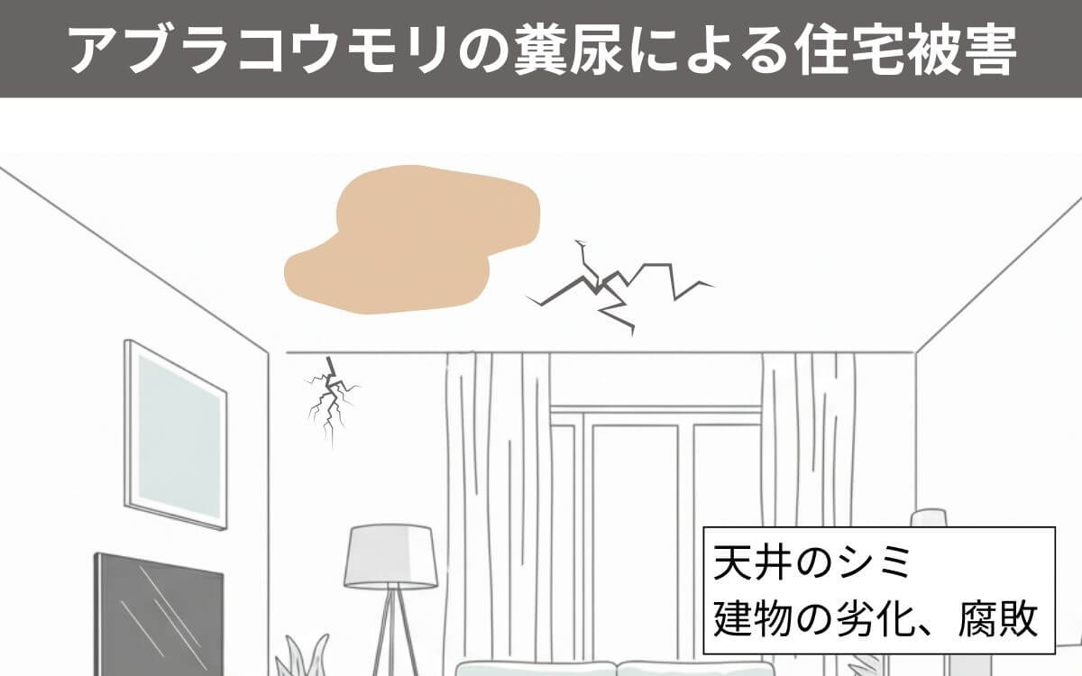アブラコウモリにいよる住宅被害