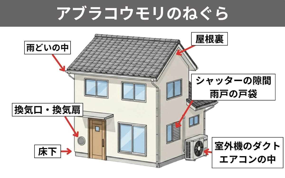 アブラコウモリのねぐら
