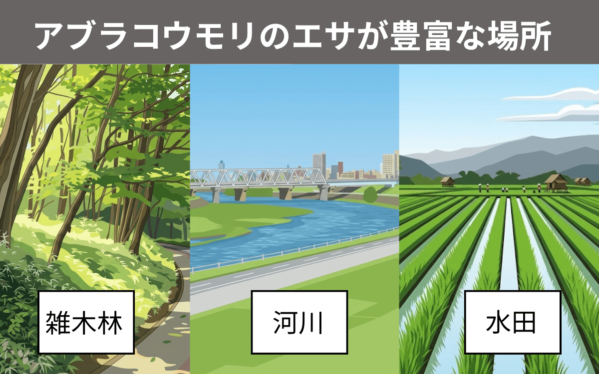 アブラコウモリのエサが豊富な場所