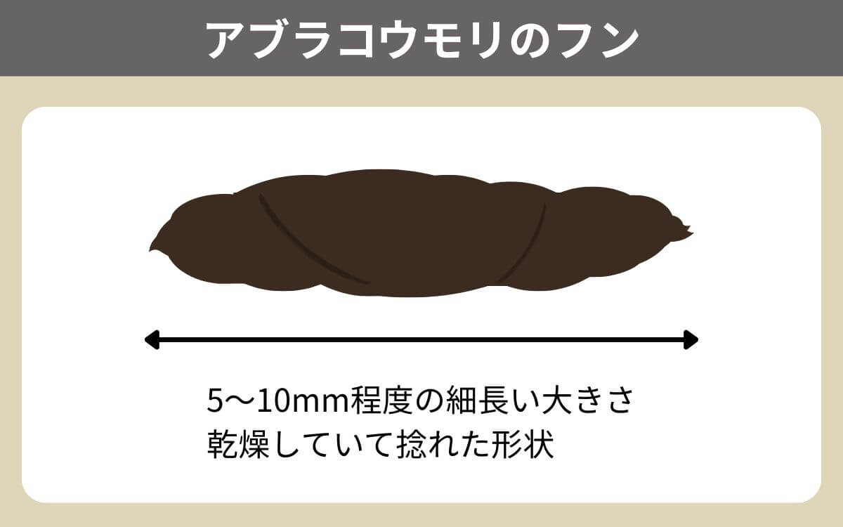 アブラコウモリのフン