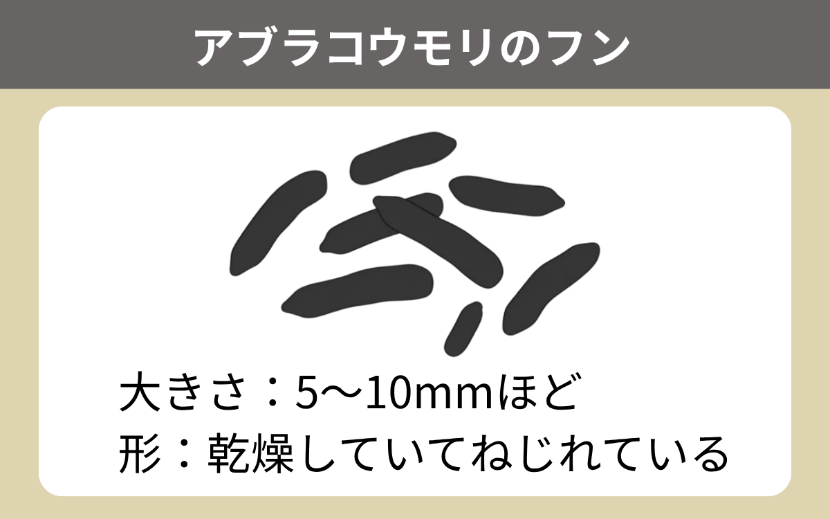 アブラコウモリのフン