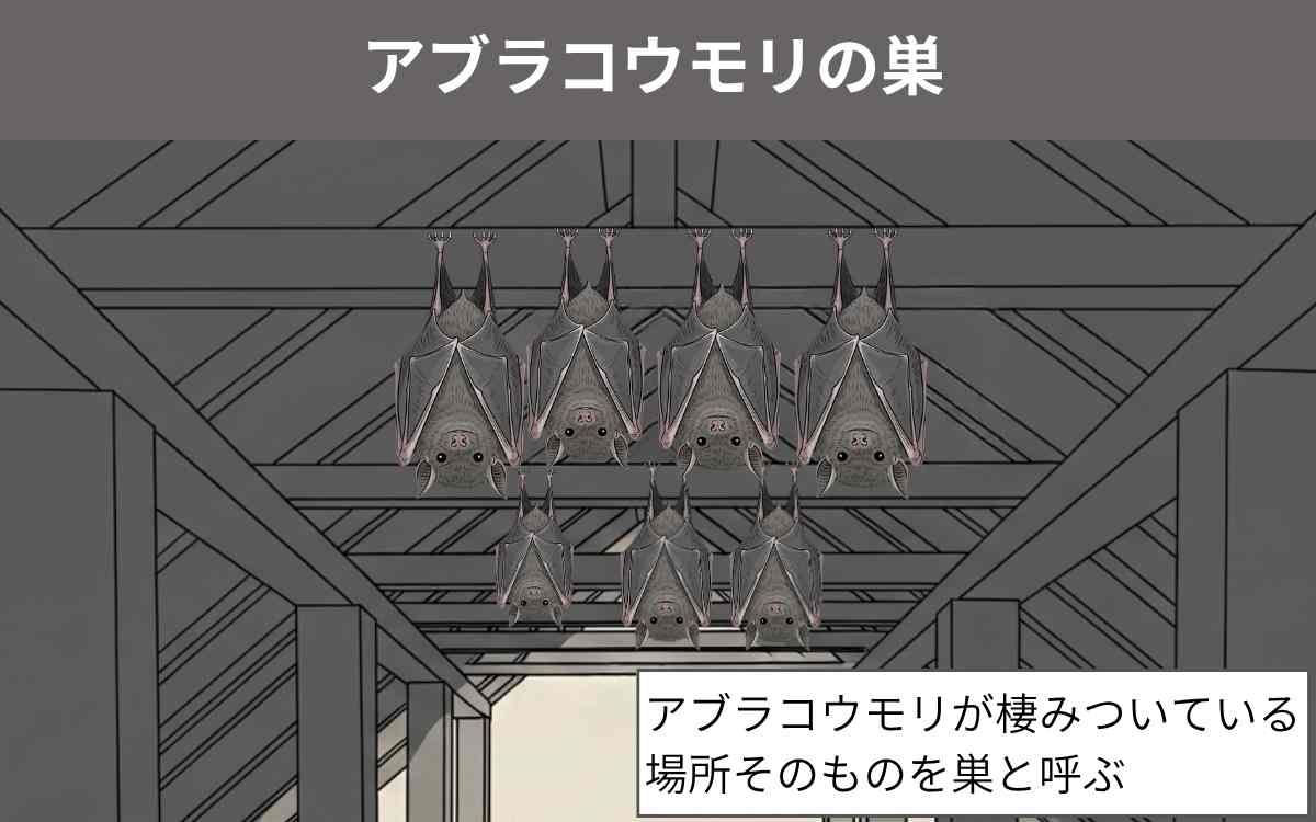 アブラコウモリの巣 1