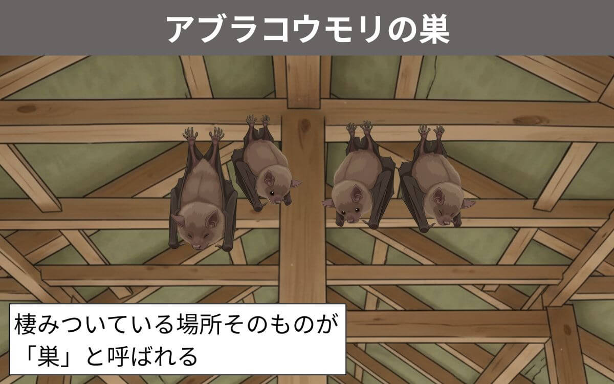 アブラコウモリの巣