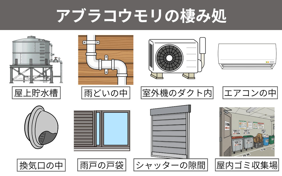 アブラコウモリの棲み処