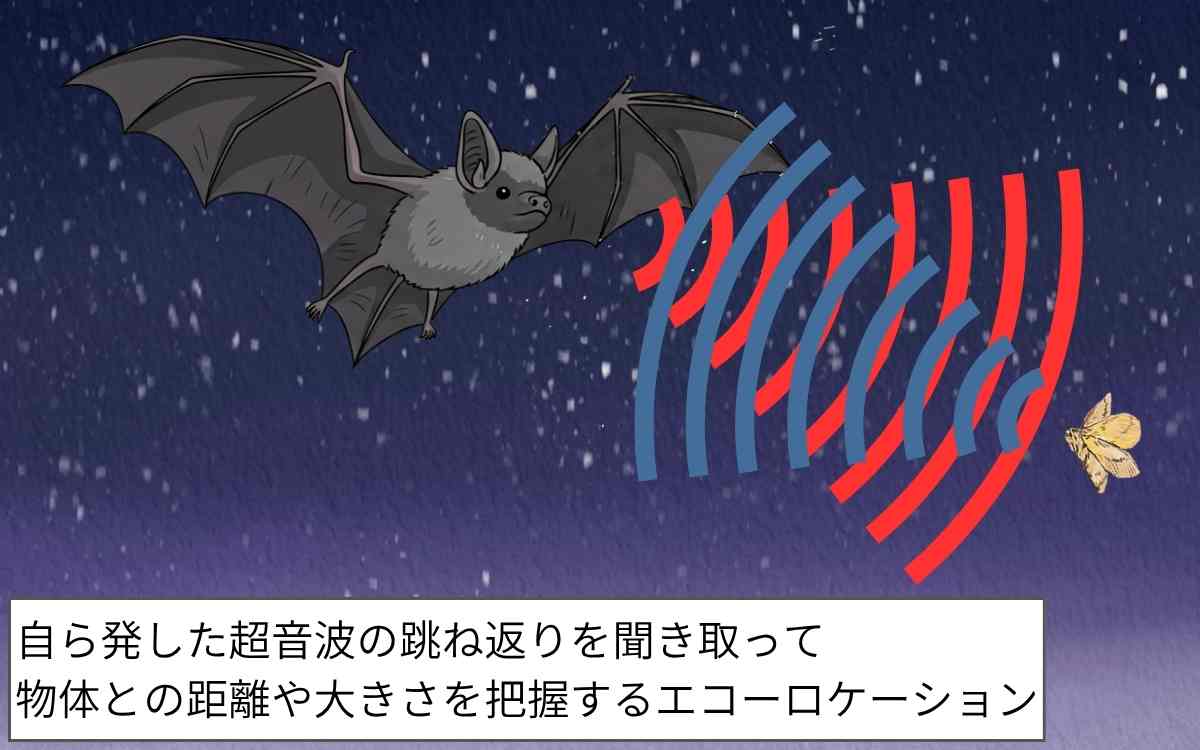 アブラコウモリは耳がいい