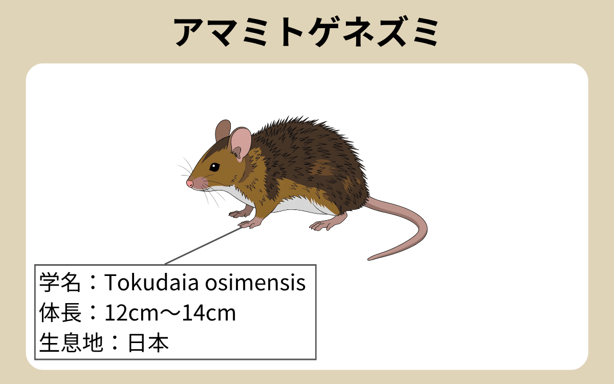アマミトゲネズミ