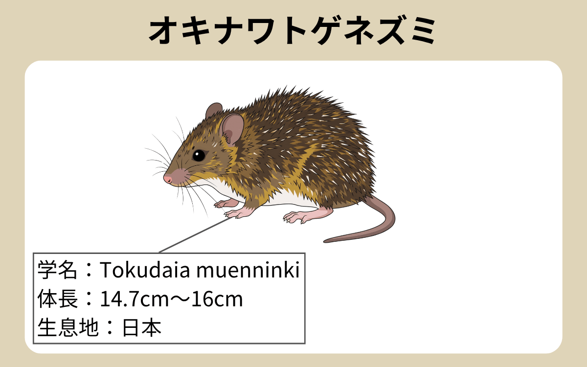 オキナワトゲネズミ