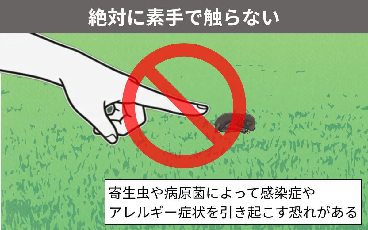 コウモリの赤ちゃんは素手で触らない