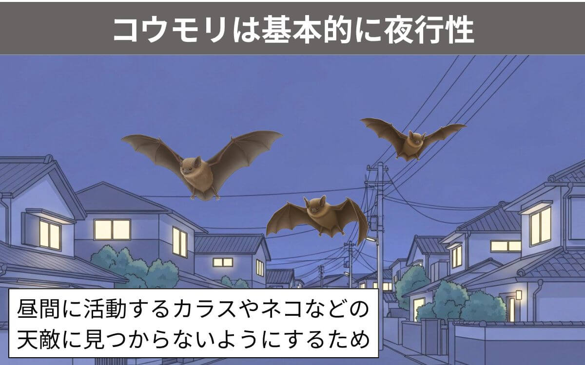 コウモリは基本的に夜行性