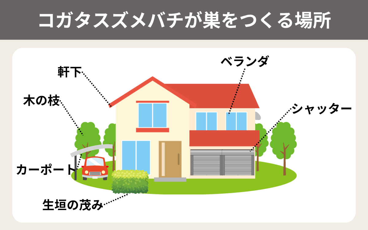 コガタスズメバチが巣をつくる場所