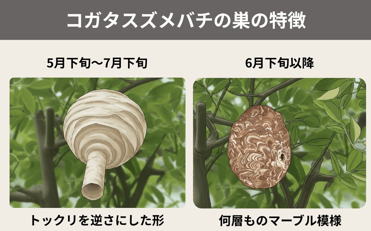 コガタスズメバチの巣の特徴