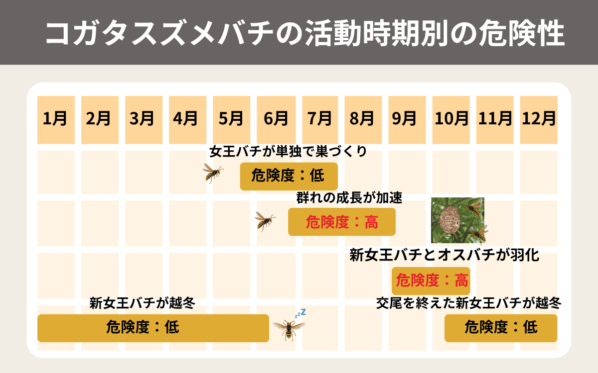 コガタスズメバチの活動時期別の危険性