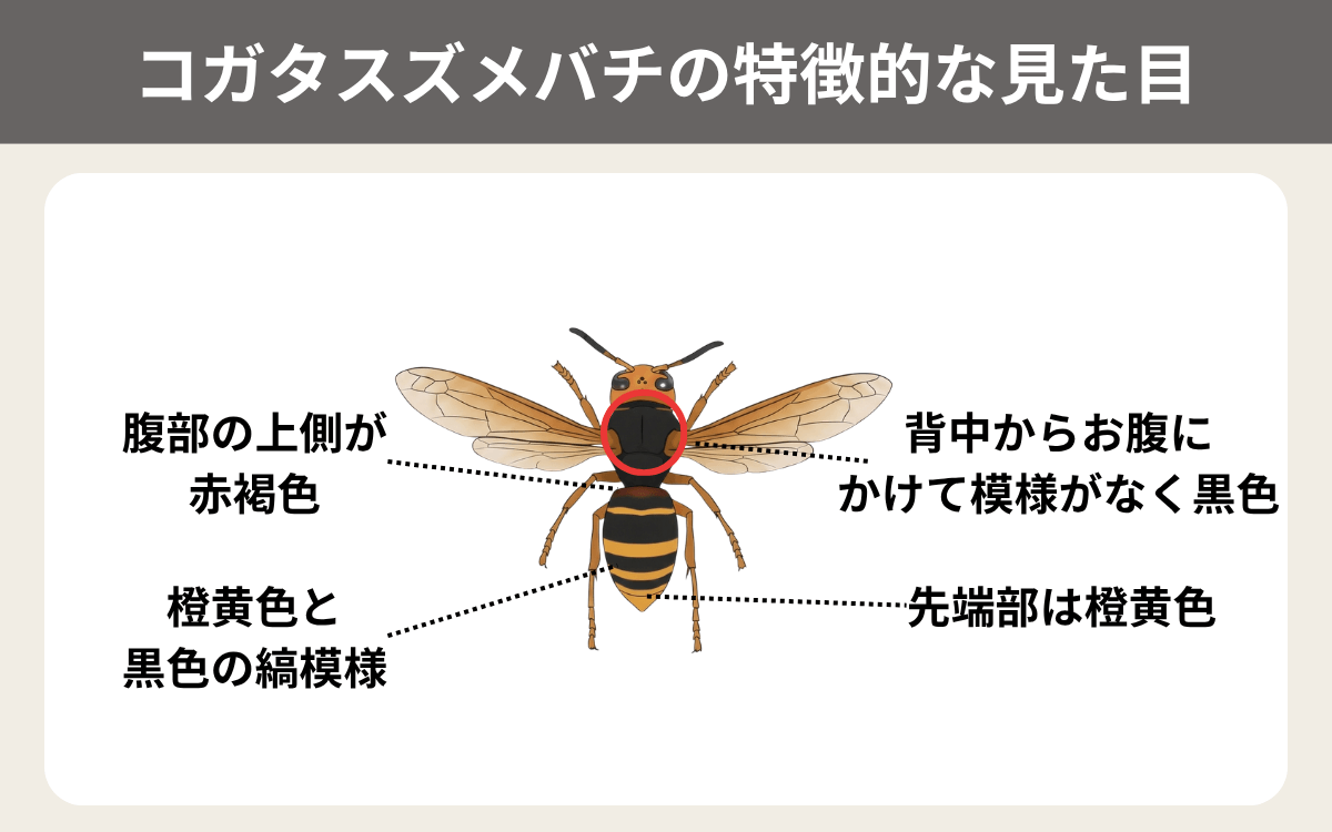 コガタスズメバチの特徴的な見た目
