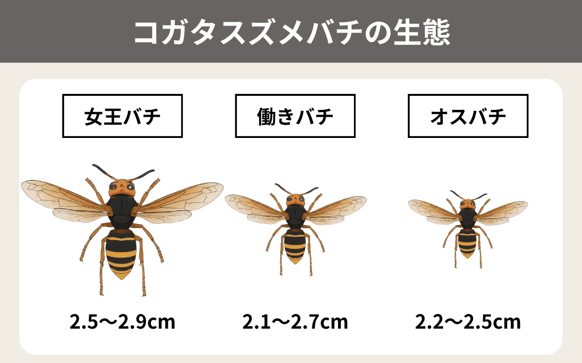 コガタスズメバチの生態