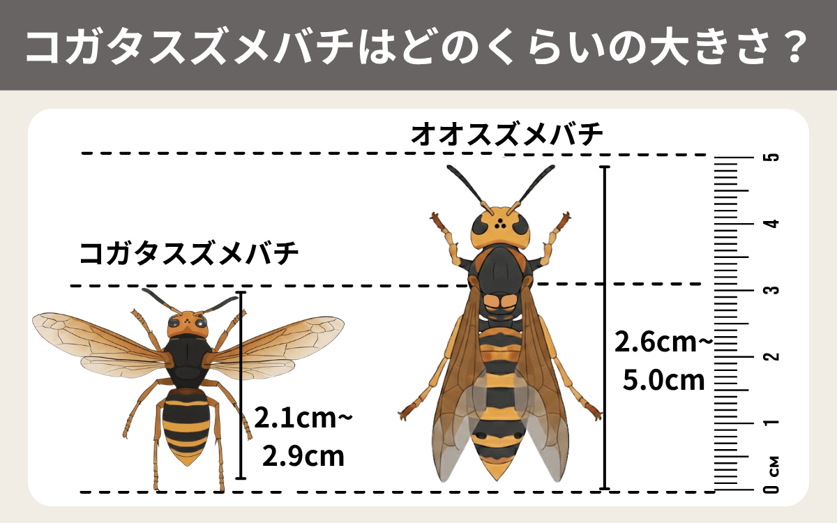 コガタスズメバチはどのくらいの大きさ？