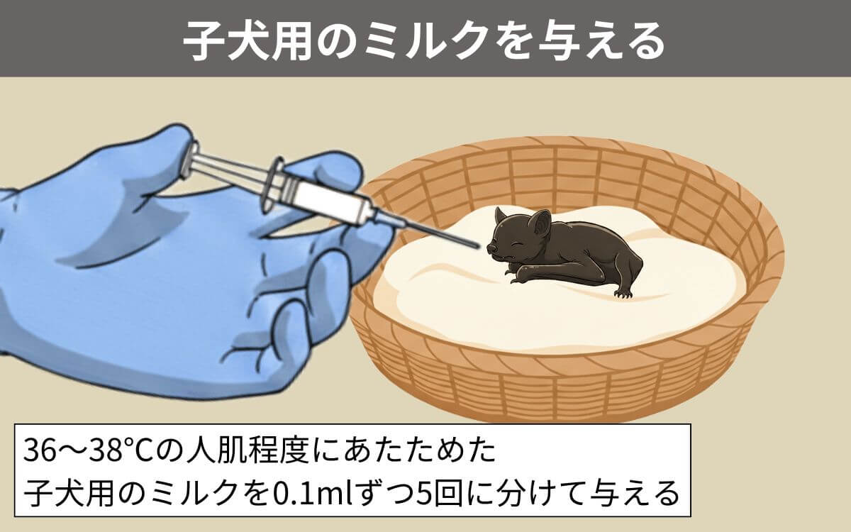 シリンジでミルクを与えられるコウモリの赤ちゃん