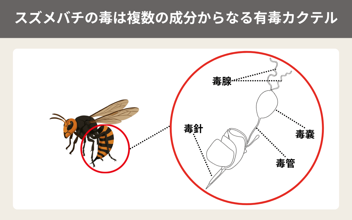 スズメバチの毒は複数の成分からなる有毒カクテル