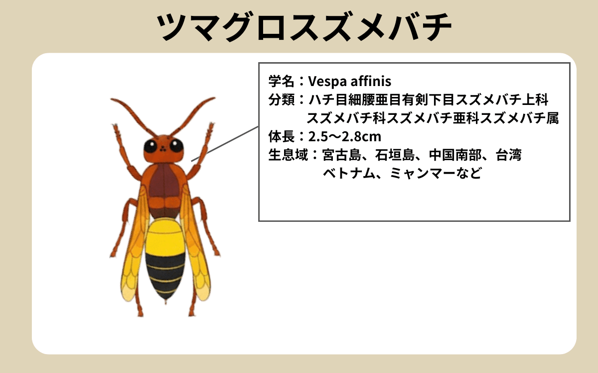 ツマグロスズメバチってどんなハチ？