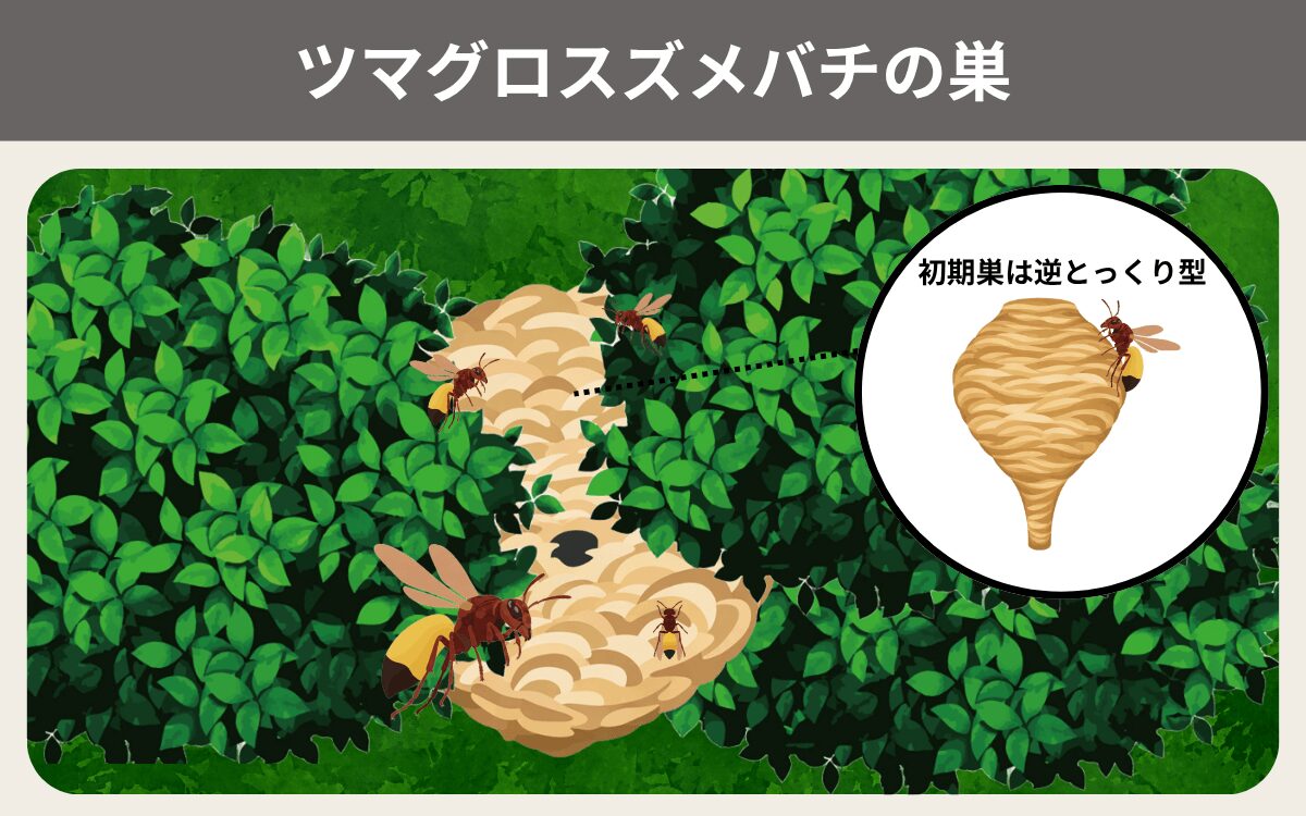 ツマグロスズメバチの巣