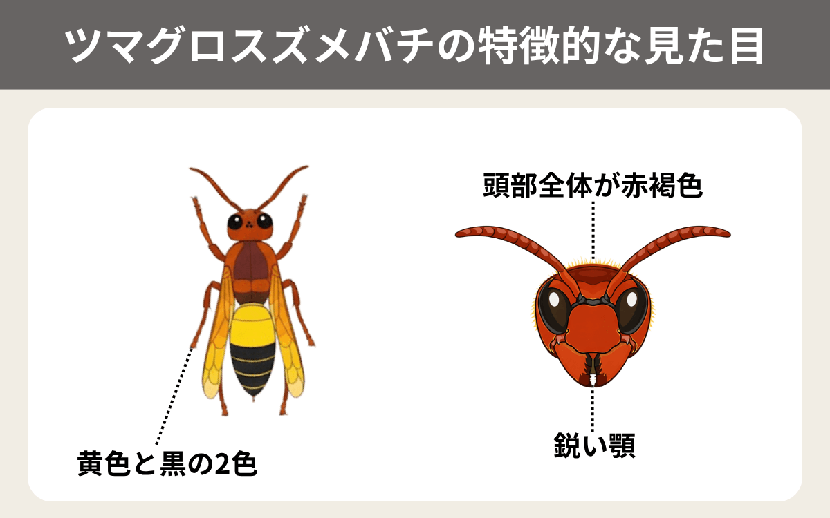 ツマグロスズメバチの特徴的な見た目