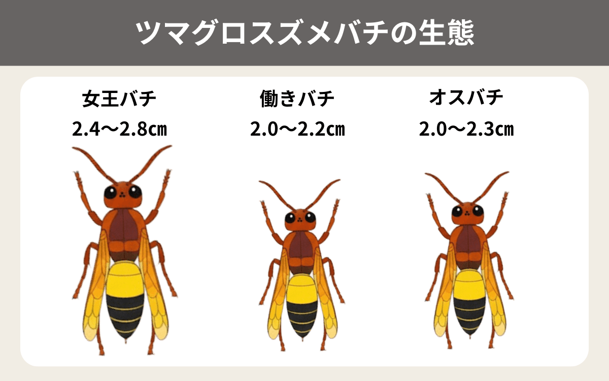 ツマグロスズメバチの生態
