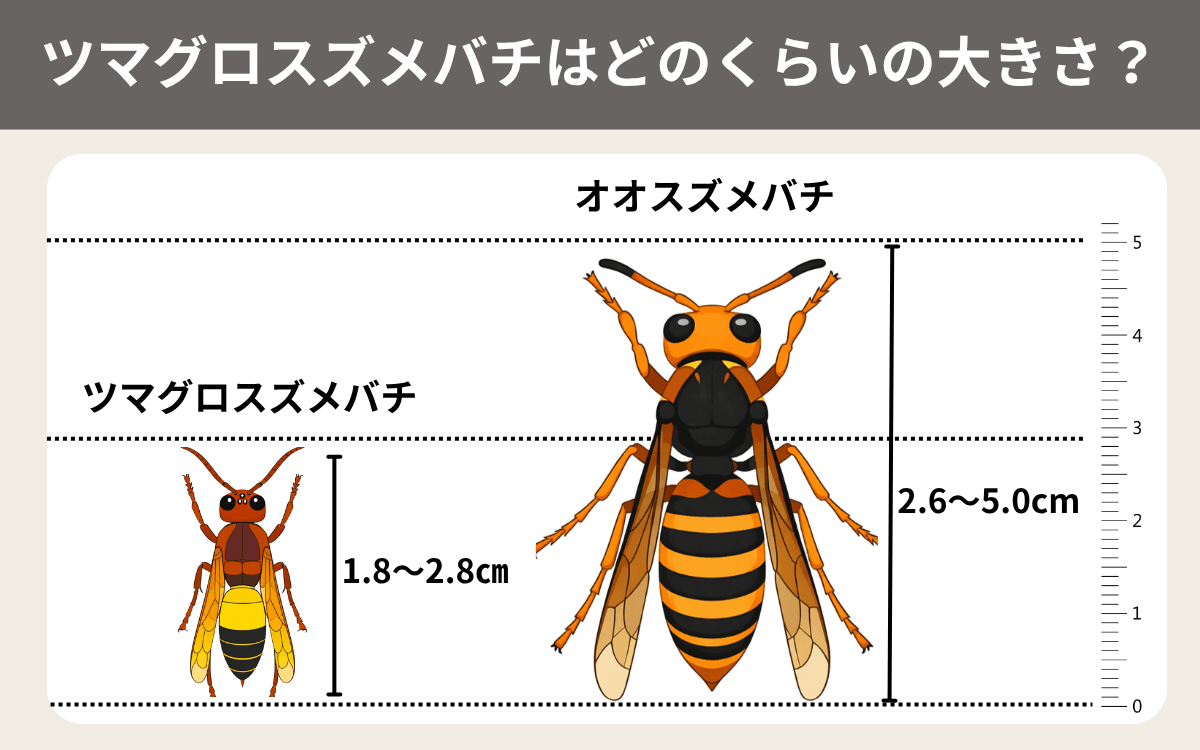 ツマグロスズメバチはどのくらいの大きさ？