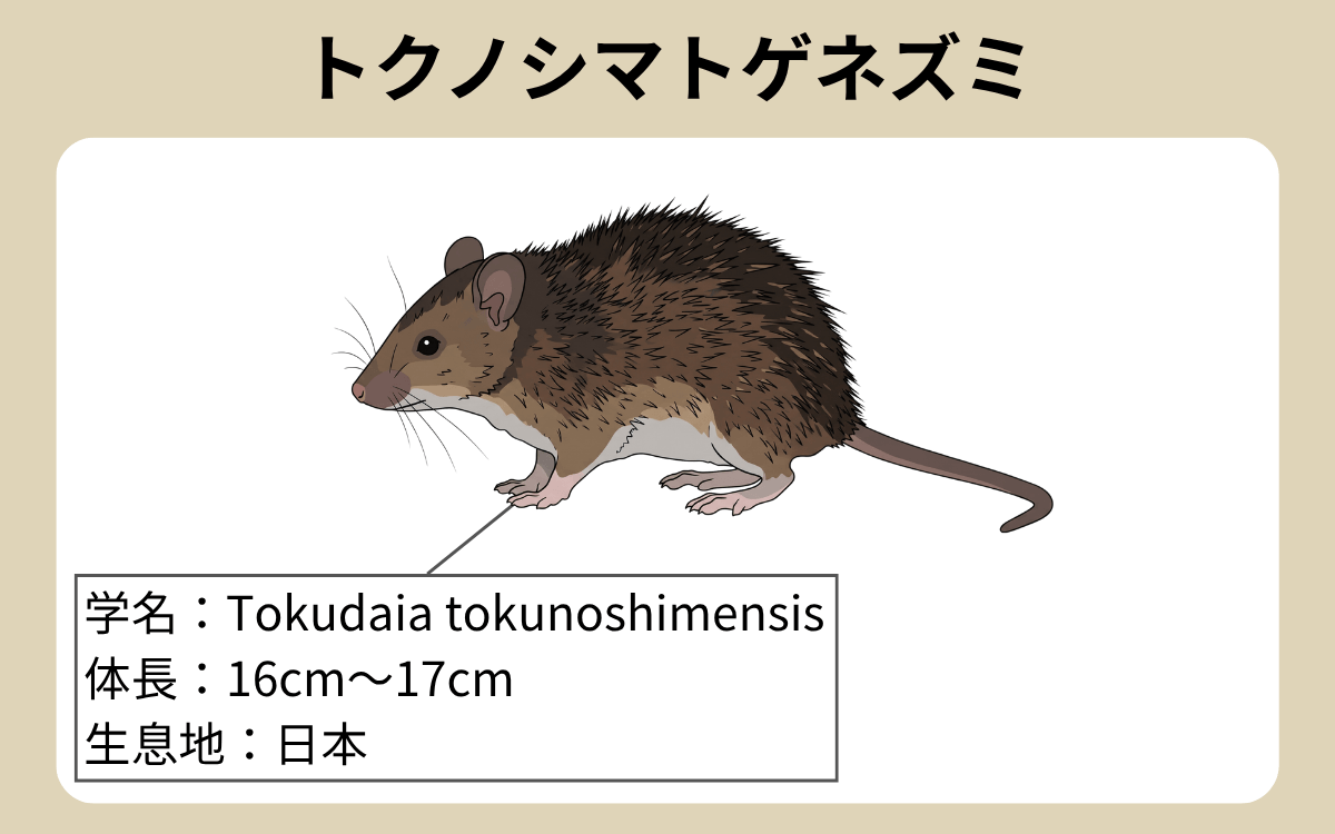 トクノシマトゲネズミ