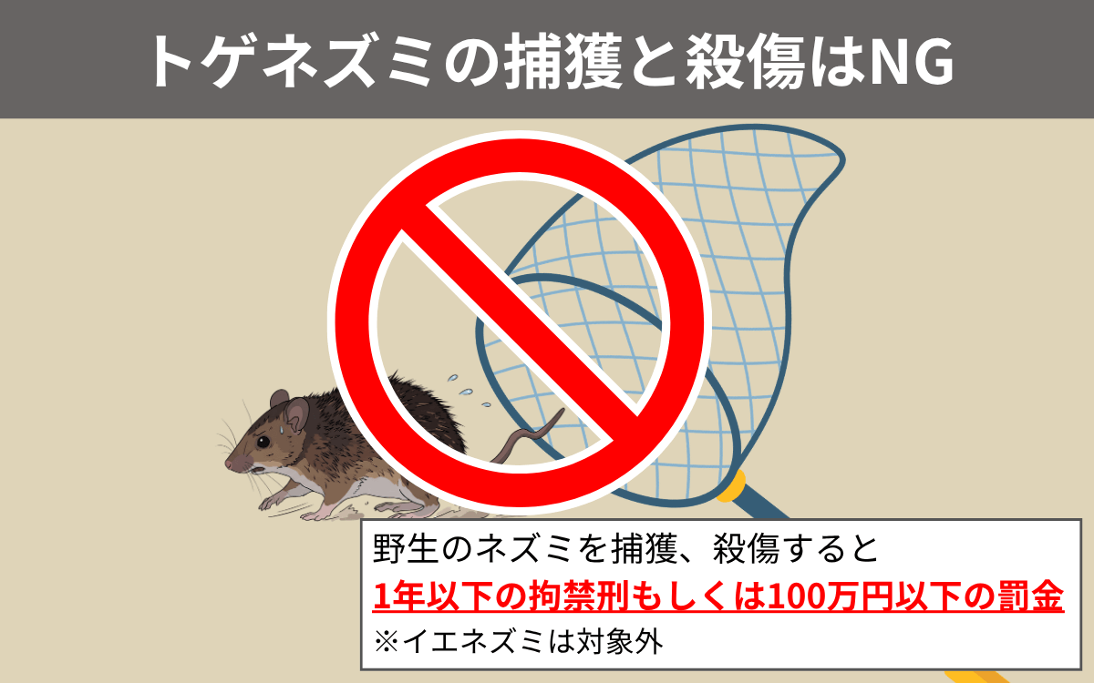 トゲネズミの捕獲と殺傷はNG