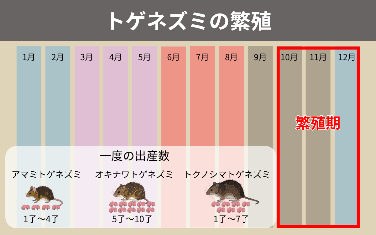 トゲネズミの繁殖