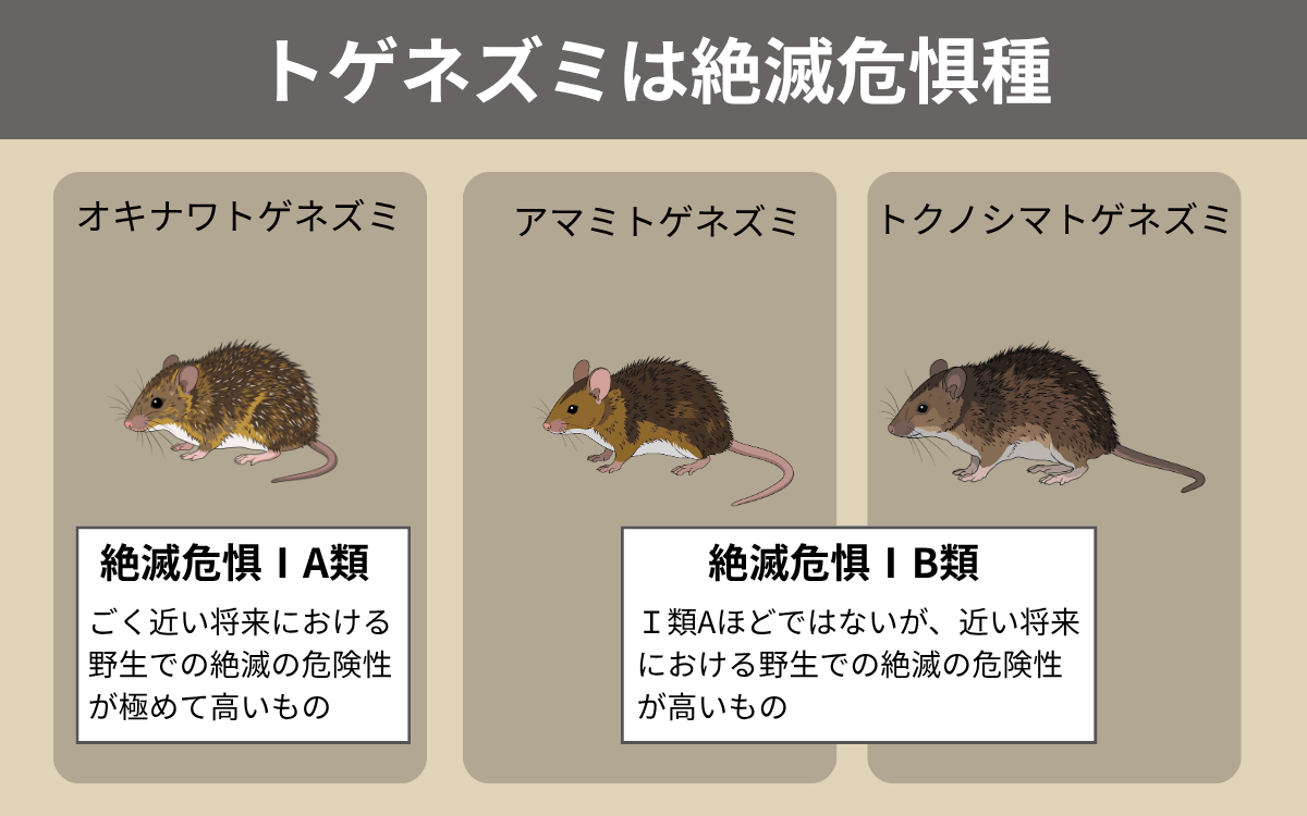 トゲネズミは絶滅危惧種