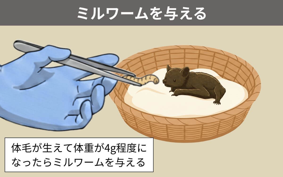 ミルワームを与えられるコウモリの赤ちゃん