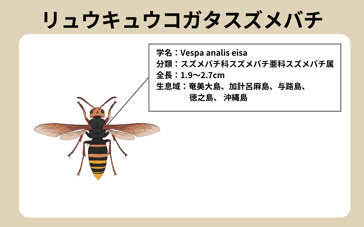 リュウキュウコガタスズメバチ