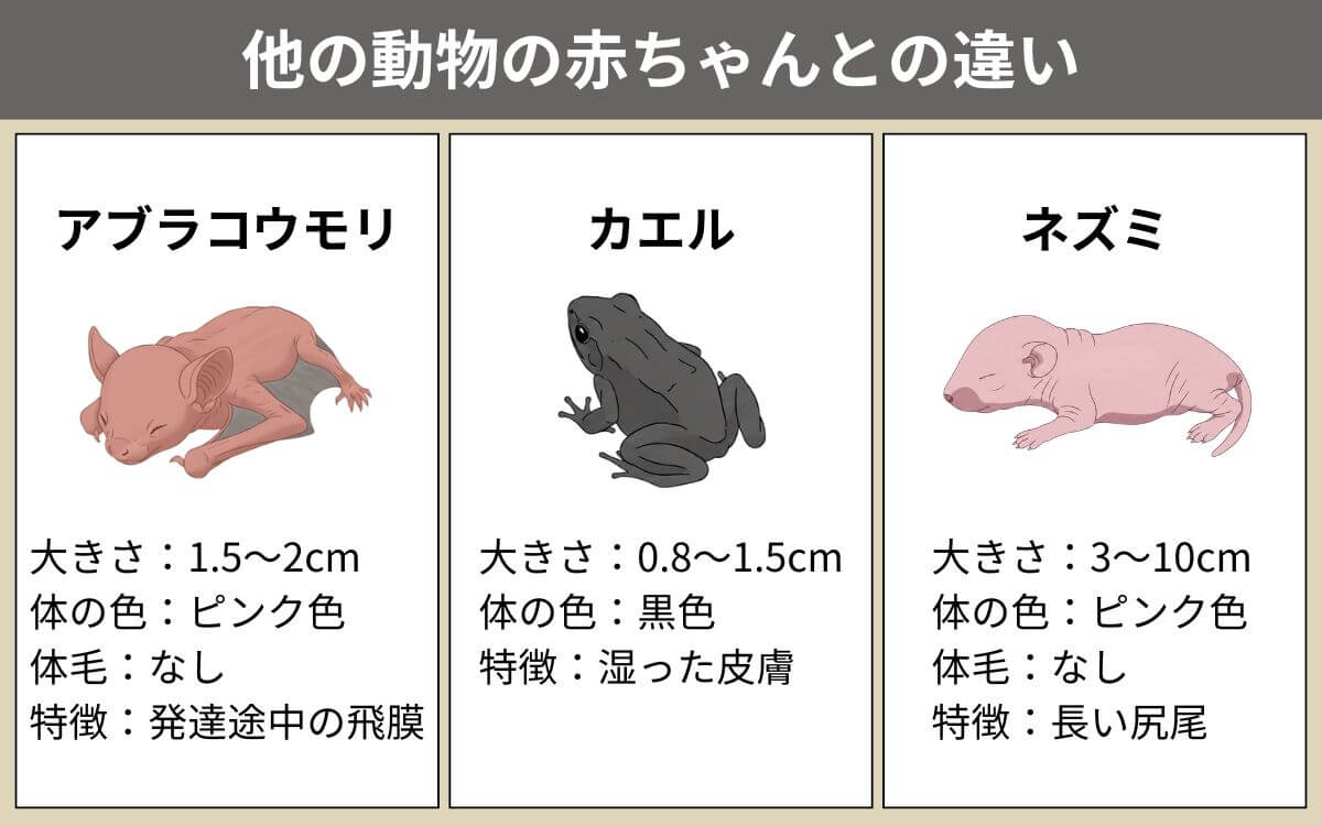 他の動物の赤ちゃんとの違い