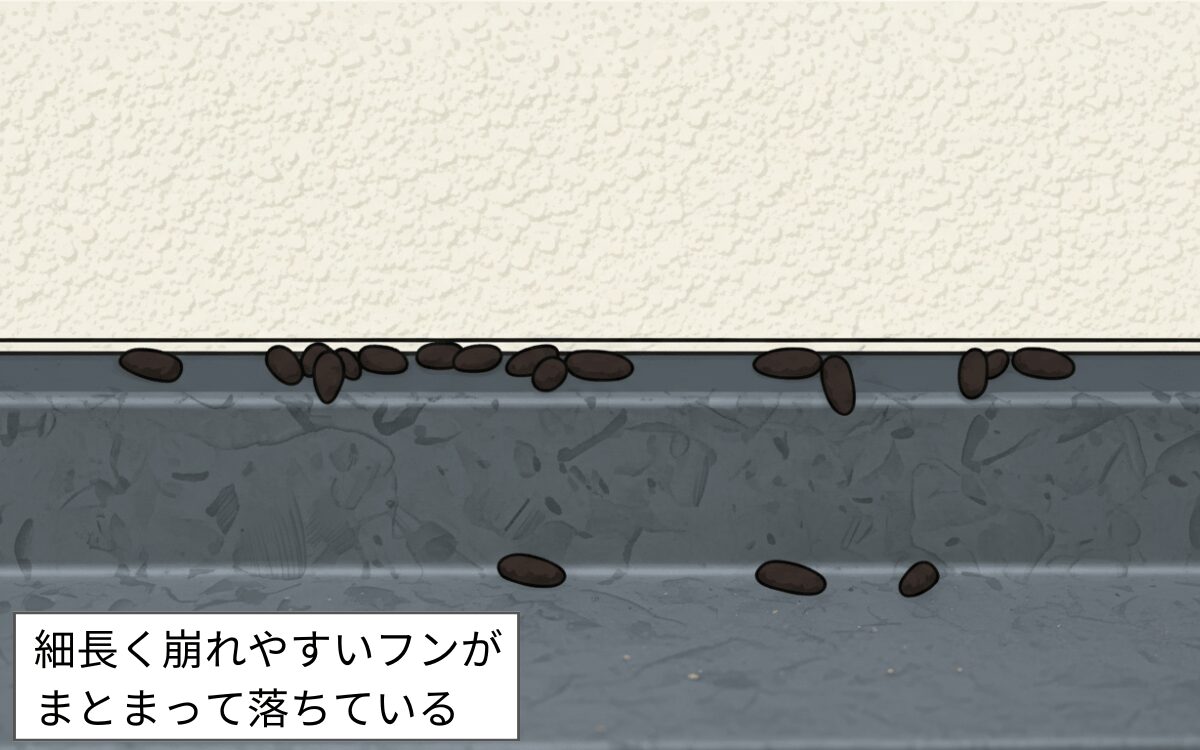 外壁や軒裏、水切り付近のフンを確認