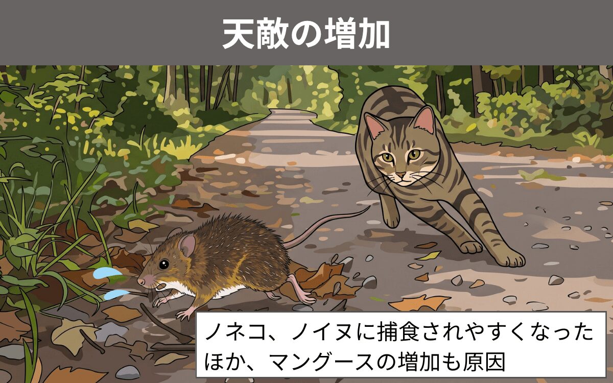 天敵の増加 トゲネズミ