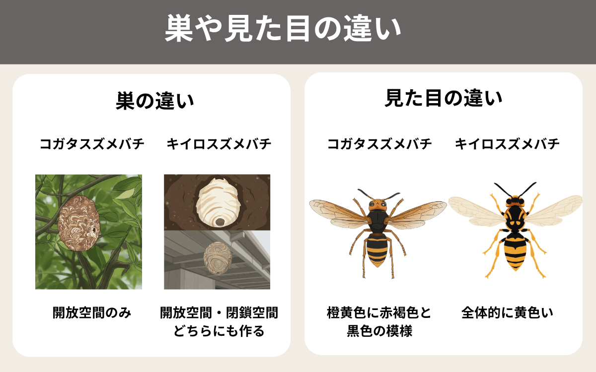 巣や見た目の違い