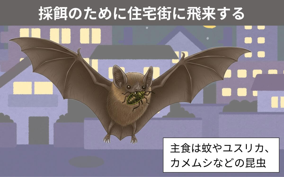 昆虫を食べるアブラコウモリ