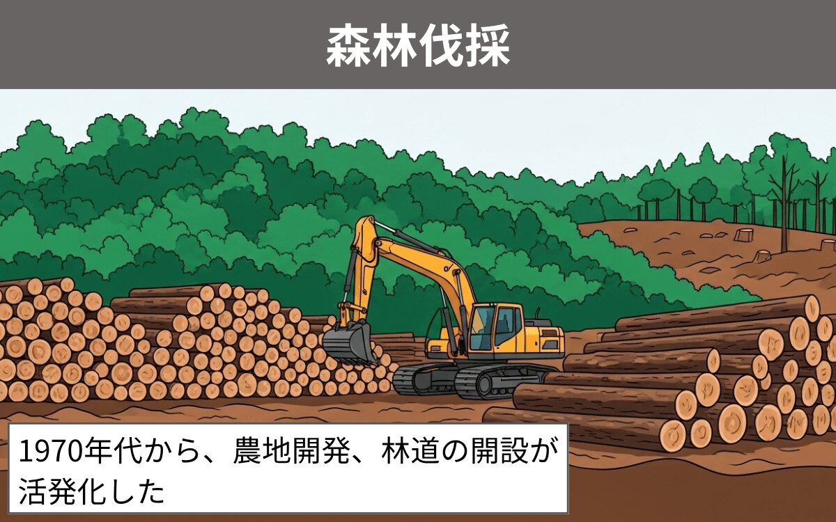 森林伐採 トゲネズミ