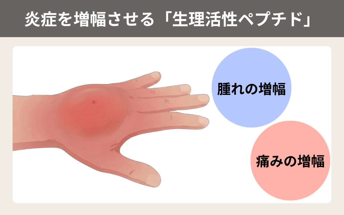 炎症を増幅させる「生理活性ペプチド」