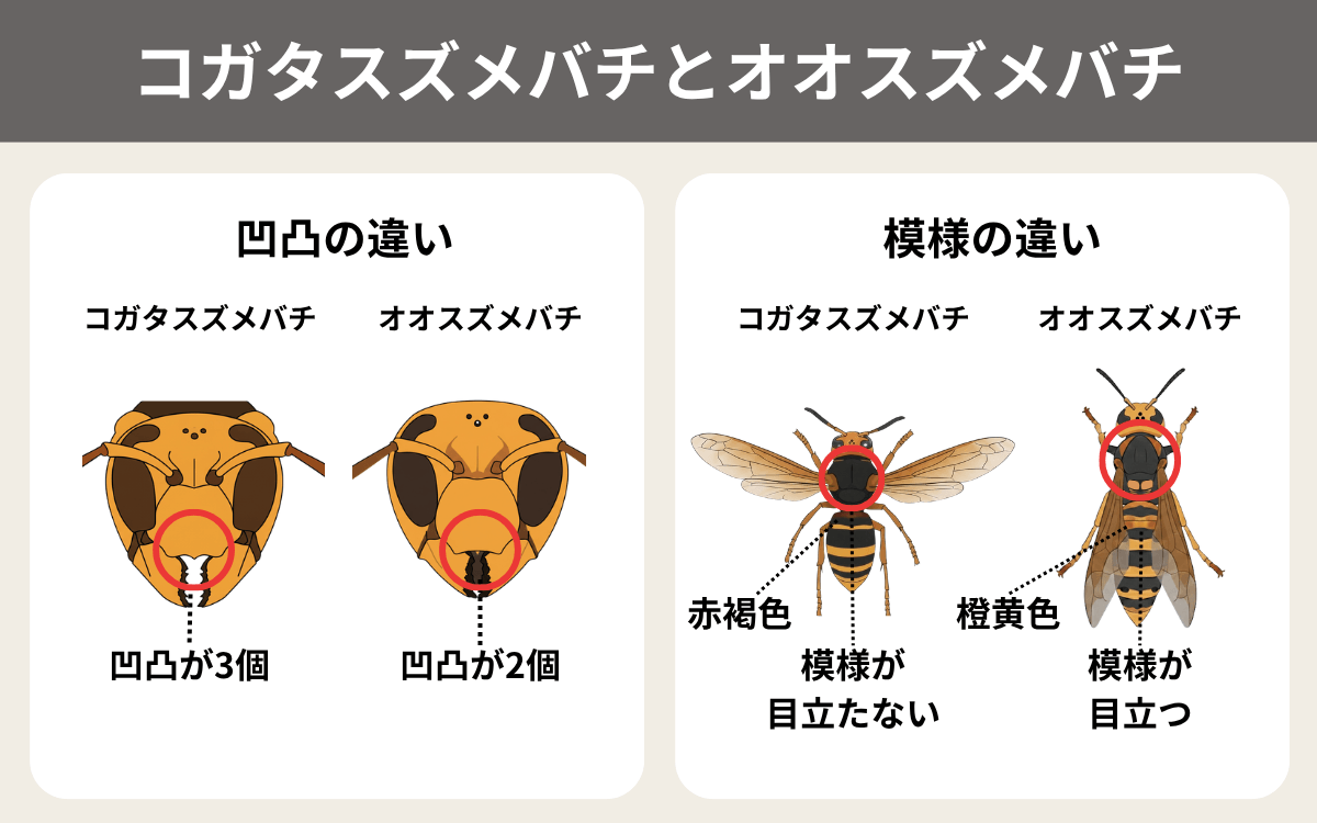 見た目で見分ける
