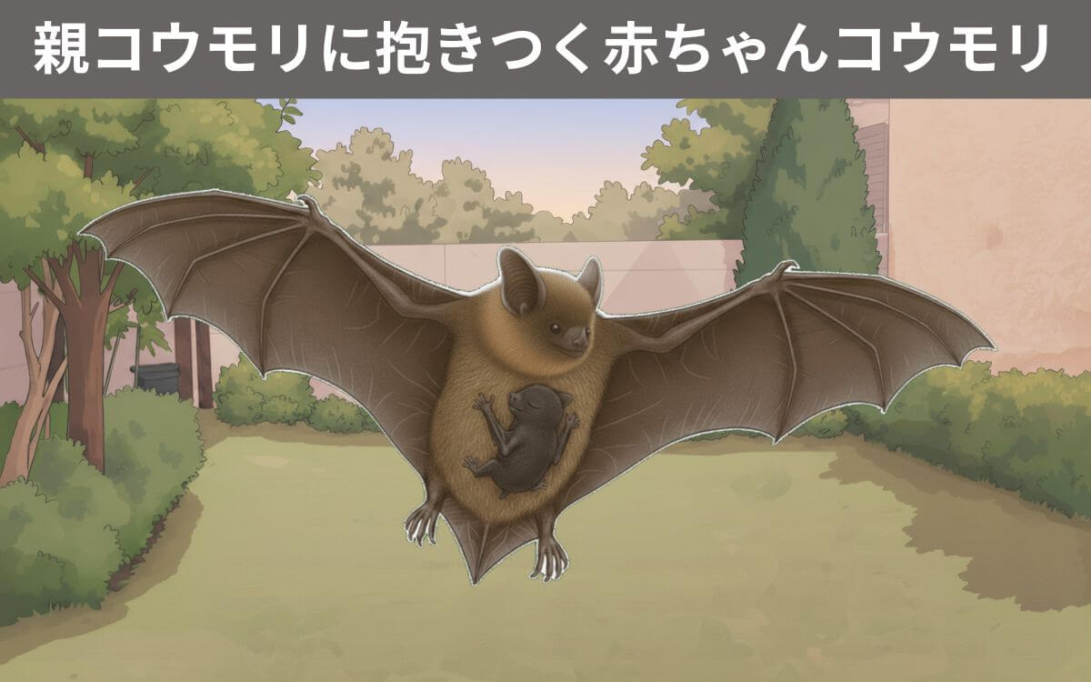 親コウモリに抱きついている赤ちゃんコウモリ