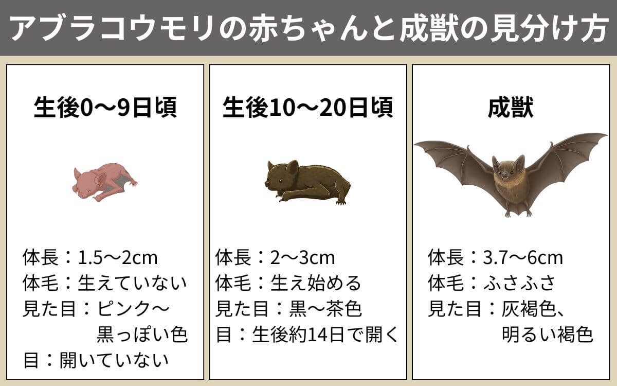 赤ちゃんと成獣の見分け方