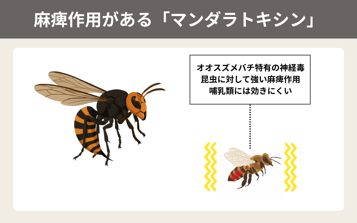 麻痺作用がある「マンダラトキシン」