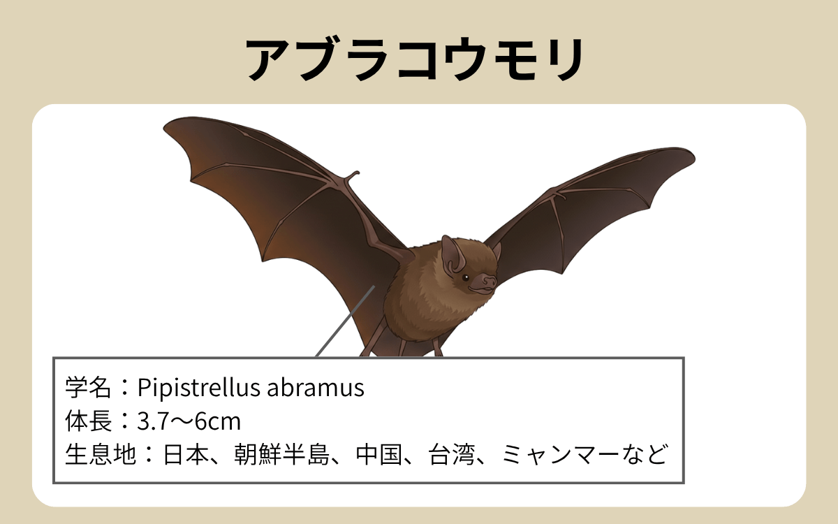 アブラコウモリ