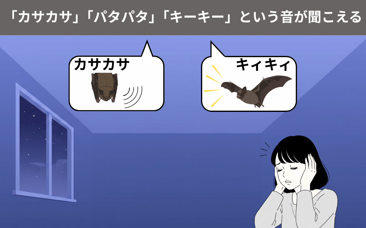 アブラコウモリによる騒音被害 1